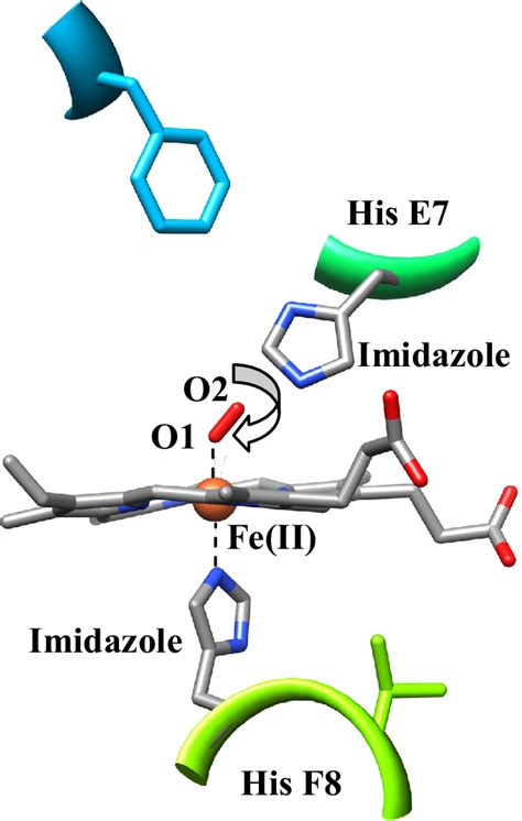 Model structure of the Fe(II)–O 2 bond in lupin oxyleghemoglobin I.... | Download Scientific Diagram