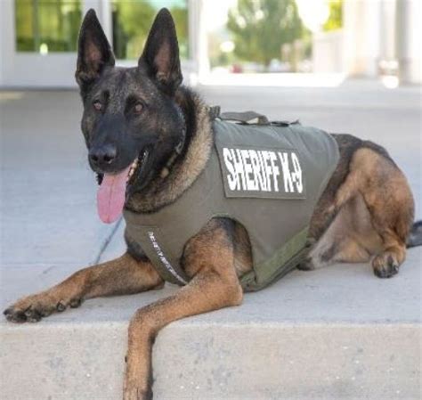 Pueblo Sheriffs K9s Edo And Mondy Receive Donation Of Body Armor