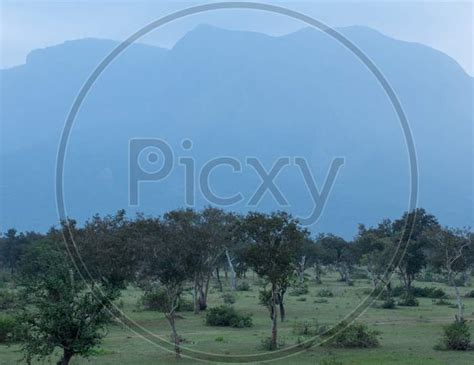 Image Of Beautiful View Of The Trees And Landscape Along Masinagudi