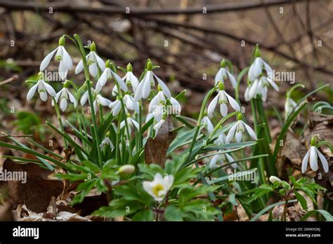 Flowers Snowdrops In Garden Sunlight First Beautiful Snowdrops In