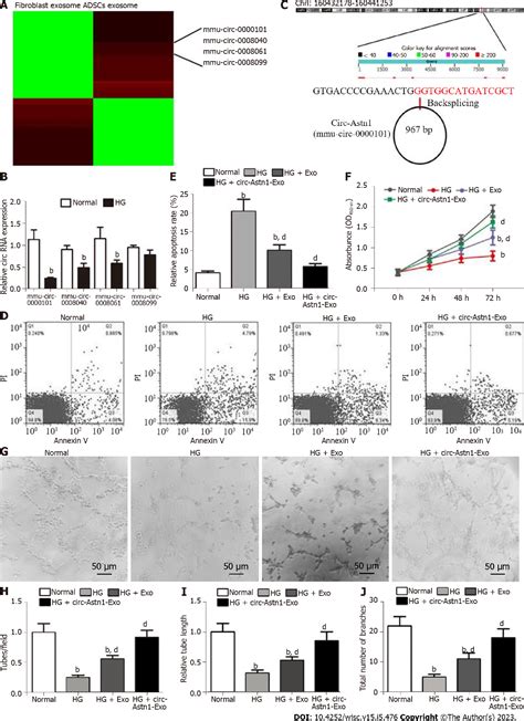 Figure 1 From Exosomes From Circ Astn1 Modified Adipose Derived