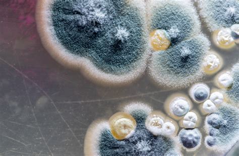 Identifying Mold Types | Woodard