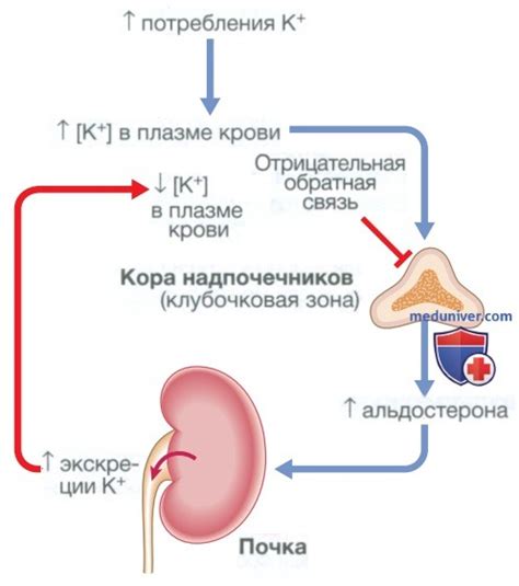 Гомеостаз калия - кратко с точки зрения внутренних болезней