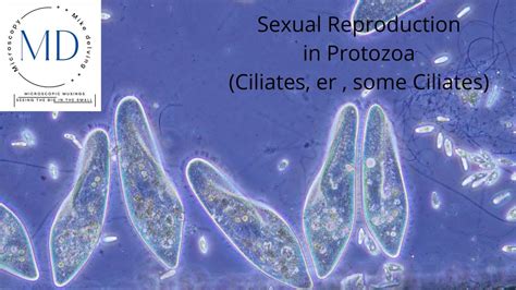 Sexual Reproduction In Protozoa Youtube