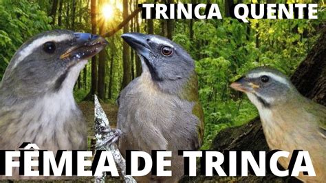 MELHOR FÊMEA de trinca ferro CHAMANDO e MACHEANDO mais trinca ferro