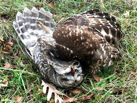 Barred Owl Vehicle Collision - WILLIAM WISE PHOTOGRAPHY