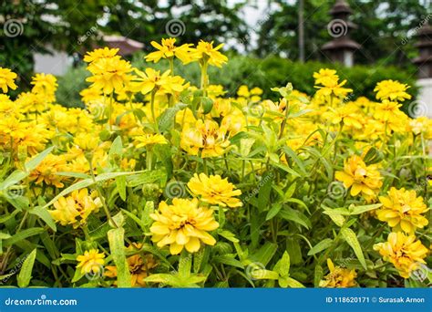 Beautiful Yellow Flowers Planted In The Garden Stock Image Image Of