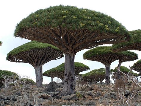 Socotra Dragon Trees from the Socotra Archipelago [1024x768] : r ...