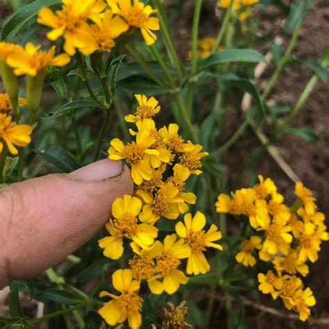 Marigold, Mexican Tarragon | Siskiyou Seeds