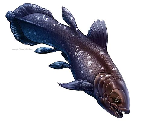 Coelacanth | Dinosaurs - Pictures and Facts