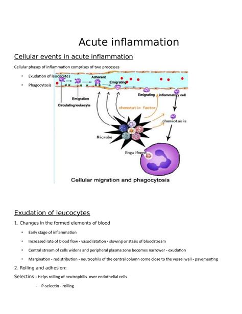 Chapter 19 Inflammation Acute Cellular Events Acute Inflammation Cellular Events In Acute