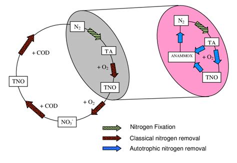 ANAMMOX process in nitrogen cycle | Download Scientific Diagram