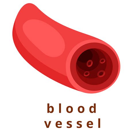 blood vessel transparent - Clipart World