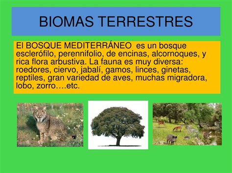 Ppt Ecosistemas Ii Biomas Biodiversidad Powerpoint Presentation 42903 Hot Sex Picture