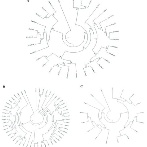 Structural Organization Of Plant Specific Alba Acetylation Lowers