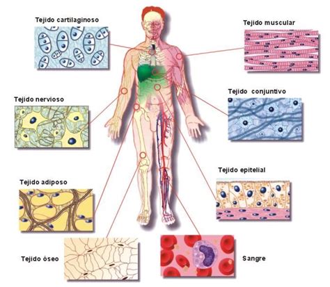 Diagram Of The Human Body And Its Major Structures