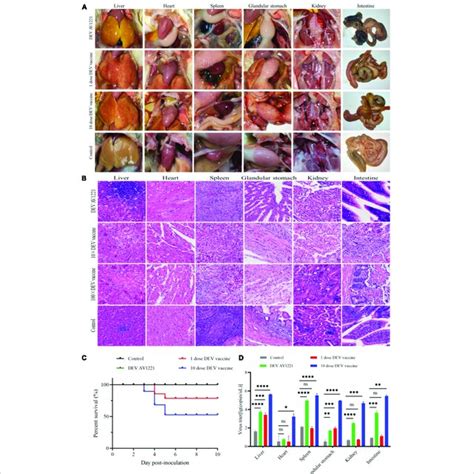 Live attenuated duck enteritis virus (DEV) vaccine in targeted ducks... | Download Scientific ...