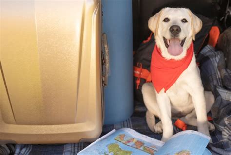 Viajar en Avión con Perro 10 Consejos Guía 2024