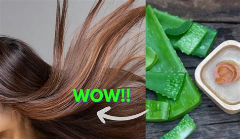 5 Manfaat Lidah Buaya Untuk Rambut Beserta Tips Dan Cara Penggunaannya