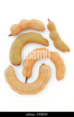 Tamarindus Indica Tamarind Fruit Pods Growing On A Tree Stock Photo