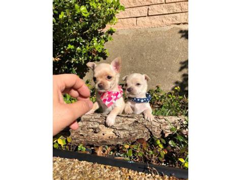 4 miniature chihuahua puppies available Anthony - Puppies for Sale Near Me