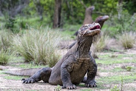 Incredible Moment A Pair Of Massive Komodo Dragons Kill A Goat Komodo