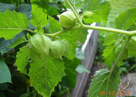 More Than Today: Ground Cherries