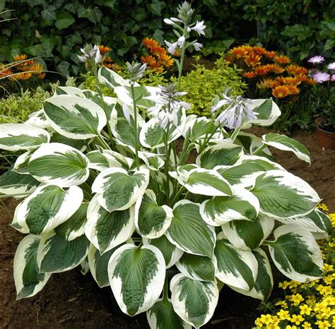 Hosta Plants Care And Growing Guide Most Detailed