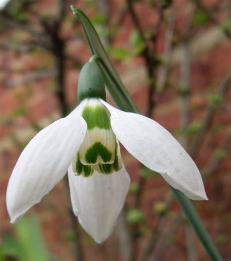 Galanthus