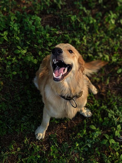 Długowłosy Pies Rasy Golden Retriever · Darmowe Zdjęcie Z Galerii