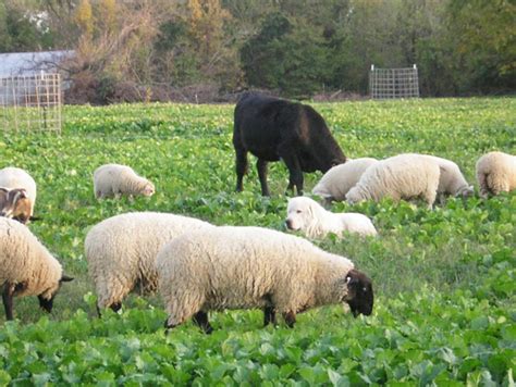 Pasture Rangeland And Adaptive Grazing ATTRA Sustainable Agriculture