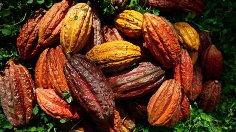 El Cacao Ecuatoriano Vuelve A Romper RÉcord De ExportaciÓn Con El 107 MÁs En Los Primeros 4