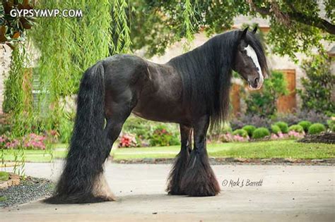 Gypsy Vanner Horses for Sale | Stallion | Black Bay | Billy Boy