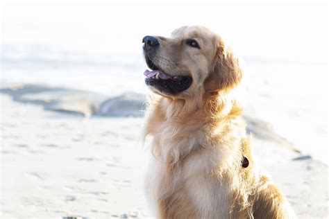 What Dogs Are The Most Obedient