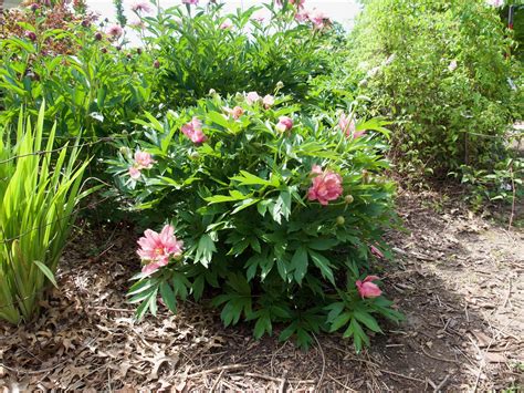 paeonia sonoma rosy future tolomeo   photo flickr