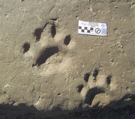 Descubren Huellas De Tigre Dientes De Sable De 30 000 AÑos De