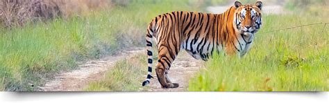 Corbett Tiger Reserve