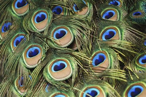 → ¿cuáles Son Los Colores De Una Pluma De Pavo Real Geniolandia