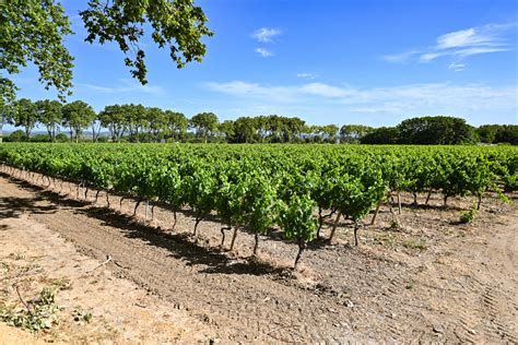 Destination Vignobles de Montpellier Montpellier Méditerranée Métropole