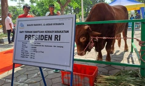 Presiden Kurban Sapi Ton Di Masjid Al Akbar Surabaya Lentera