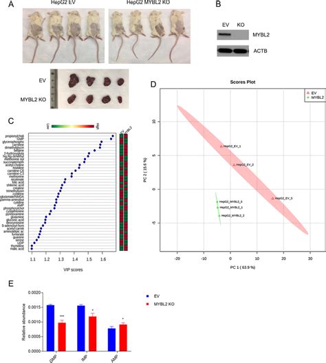 Mybl2 Reprograms Purine Metabolism And Is Required For Hcc Tumor Download Scientific Diagram