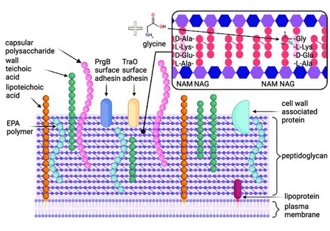 The Enterococcal Cell Wall Architecture The Cell Wall Of Enterococci