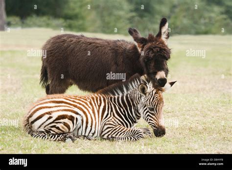 Zebra Horse Donkey Hybrid