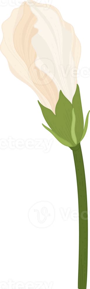 White Hibiscus Flower Hand Drawn Illustration 10172979 Png