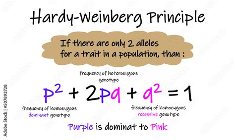 Hardy Weinberg Principle Equation Of Hardy Weinberg Colorful Symboles