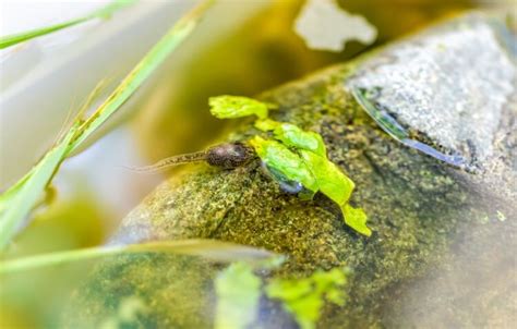 What Do Tadpoles Eat? Feeding and Raising Tadpoles - Everything Reptiles