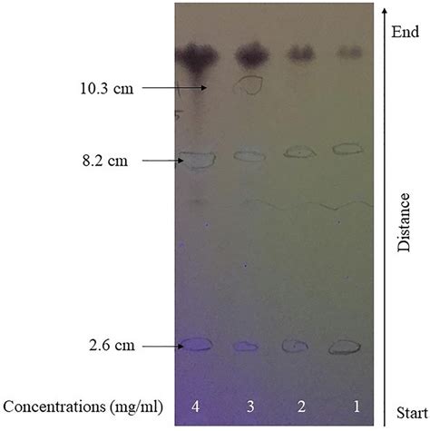 TLC Results On Different Concentrations 4 Mg Ml 3 Mg Ml 2 Mg Ml And