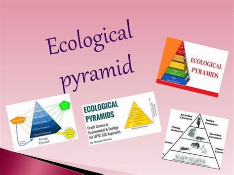 Ecological pyramids