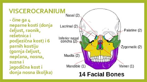 Kosti Glave Uvod I Osnovna Morfologija Medicinska