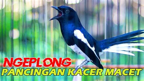 Kacer Ngeplong Gacor Pancingan Kacer Macet Bunyi Cepat Gacor Youtube